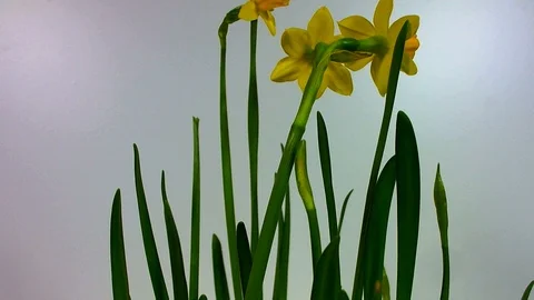 Four daffodils opening on white background Stock Footage 87642199