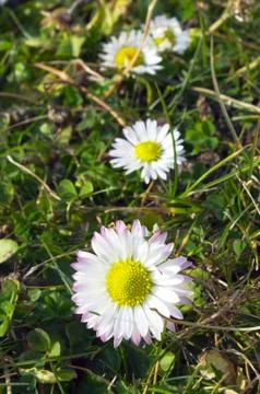Four daisies Stock Photos