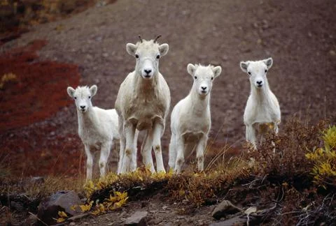 Four Dall Sheep Foto stock