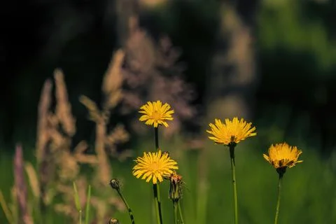 Four dandelion flowers in a grass field, illuminated by the sun of the mornin Stock Photos