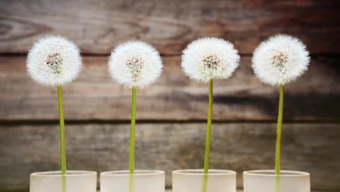 Four dandelions Stock Photos