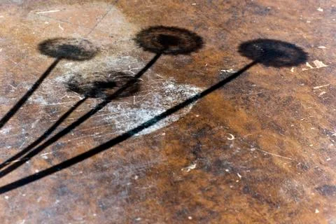 Four dandelions shadow Stock Photos