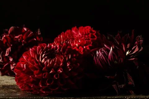 Four deep red Dalia Flowers on a black background. Stock Photos