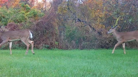 Four deer (2 does and 2 young bucks) walk Left Stock Footage 164398582