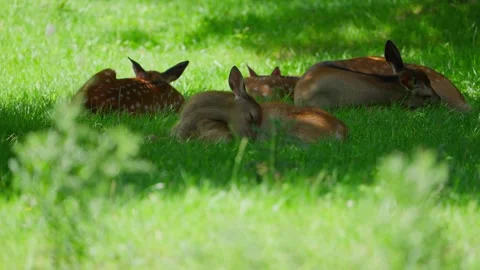 Four deer are laying in the grass Stock Footage 296359096