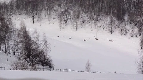 Four deer crossing a meadow full of snow, from leafless middle of the 스톡 동영상 69941871