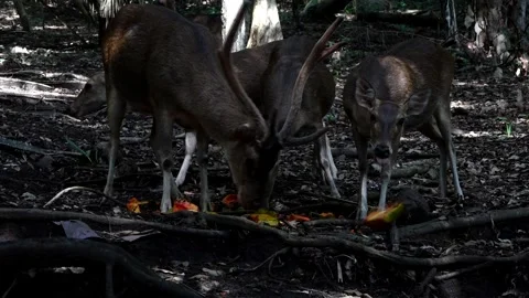 Four deer feeding on tree roots Stock Footage 241654050