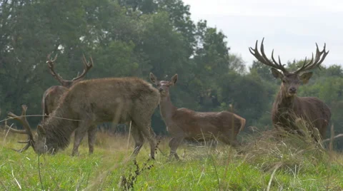 Four Deer grazing Stock Footage 43246627