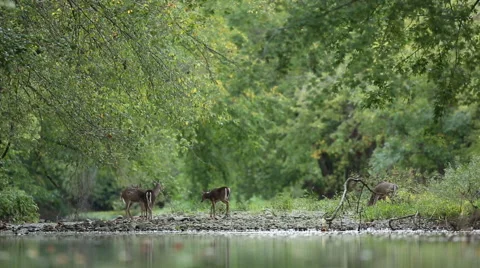 Four Deer Meander Along Stream Stock Footage 45895235