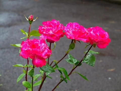 Four delicious raspberry rose colored in color and one still undiscovered bud Stock Photos