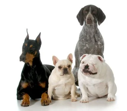 Four different breeds Stock Photos