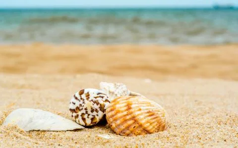 Four different bright sea shells on yellow quartz sand against b Stock Photos