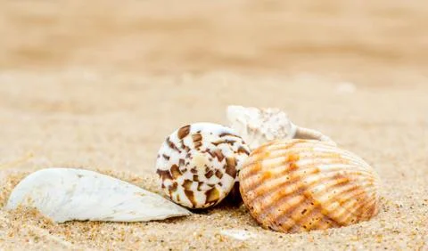 Four different bright sea shells on yellow quartz sand Stockfoto's