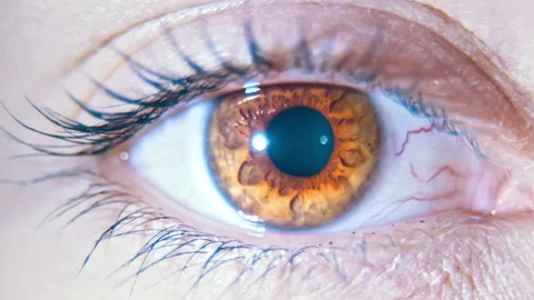 Four different close-up macro shots of a human female eye. The pupil and Stock Footage 147363938