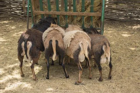 Four different colored sheep eating grass Stock Photos