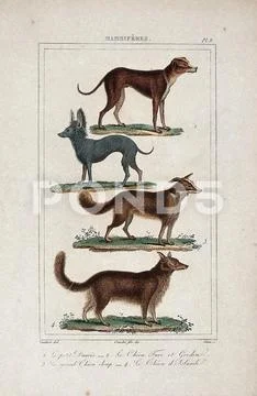 Four different dogs, including a great dane and an alsatian. Coloured ...