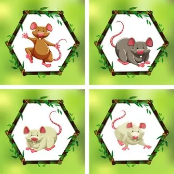 Four different rats in bamboo frames Stock Illustration