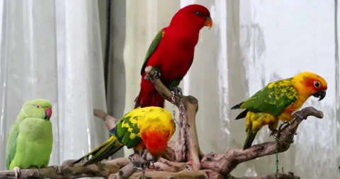 Four different types of parrots, very beautiful in color and cute 스톡 동영상 297732049