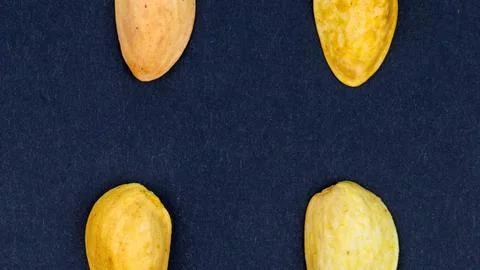 Four different types of potato varieties on a dark blue background Stock Photos