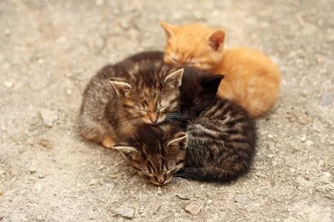 Four differently colored kittens sleeping huddled together Stock Photos