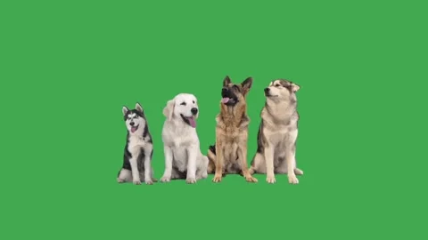 Four dogs on a green screen Stock Footage 98971952