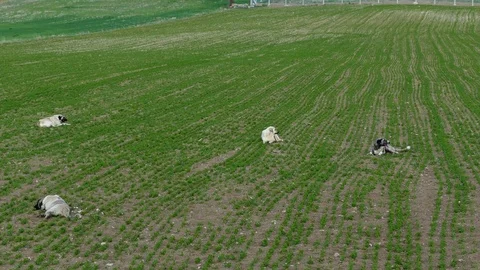 Four dogs lying on the ground, guard dogs are resting, 動画素材 107252479