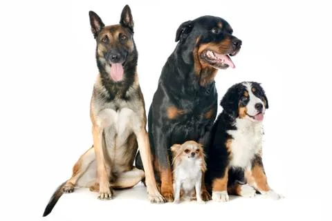 Four dogs Stock Photos