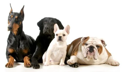 Four dogs Foto stock