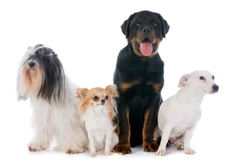 Four dogs Stock Photos