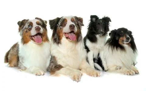 Four dogs Stock Photos