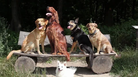 Four dogs sitting on a bench Stock Footage 26549395