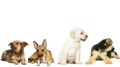 Four dogs on a white background Stock Footage 62889427