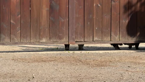 Four dogs in the yard barking and looking through a gap under a wooden fence Video stock 310430447
