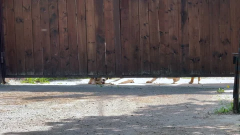 Four dogs in the yard barking and looking through a gap under a wooden fence 스톡 동영상 310430448