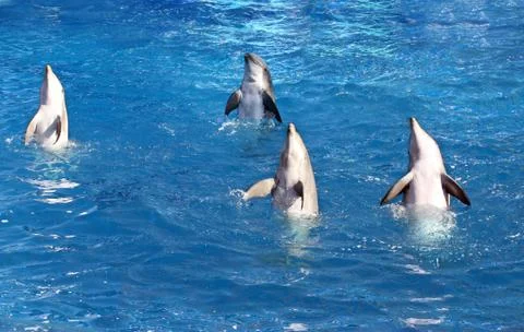 Four Dolphins Stock Photos