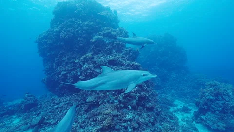 Four dolphins swimming in front of the camera, pinnacles in the background Stock Footage 235176034