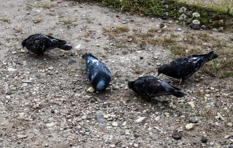 Four of a dove Stock-Fotos