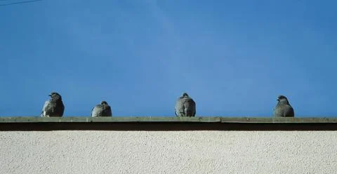 Four doves sit on the eaves of a building against a blue sky Stock Photos