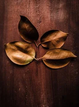 Four Dried Leaf Stock Photos