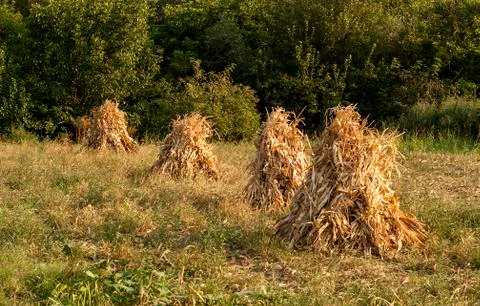 Four dry corn ears stacks Stock Photos