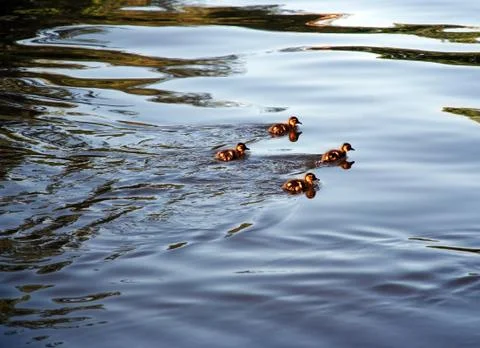 Four ducklings Stock Photos