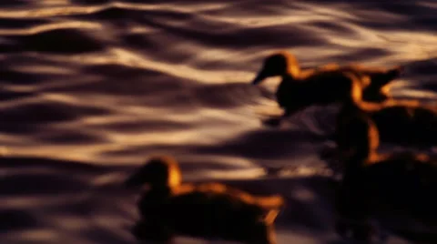 Four ducklings swimming in a lake Stock Footage