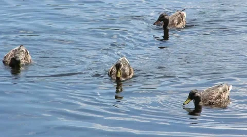Four Ducks Feeding Stock Footage 52756397