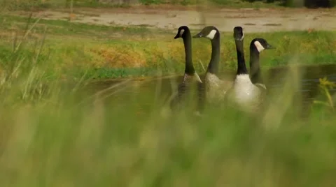 Four ducks floating on pond. Vidéo 48816514