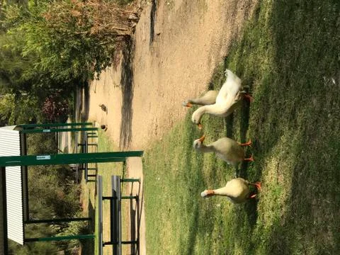 Four ducks at park Foto stock