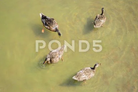 Four Ducks Stock Photos