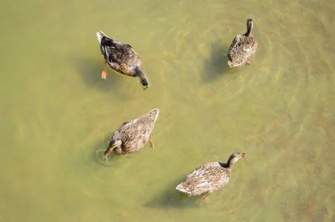 Four Ducks Stock Photos