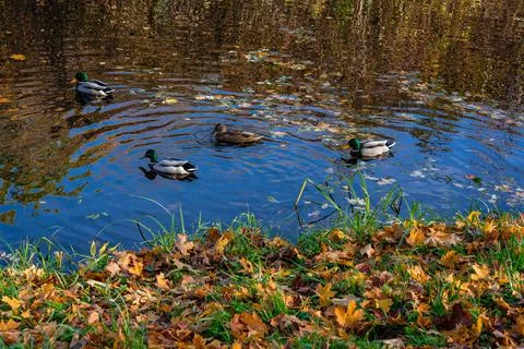 Four Ducks Stock Photos