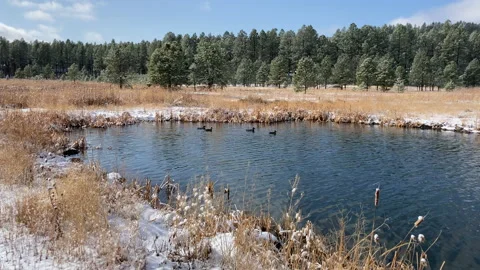 Four ducks in a pond after a snowfall Stock Footage 143985559