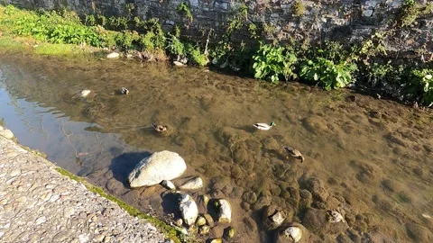 Four ducks swimming in a stream Vídeo Stock 231692512